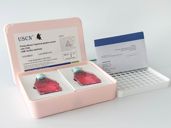 貓關節(jié)軟骨細胞(AC)原代細胞